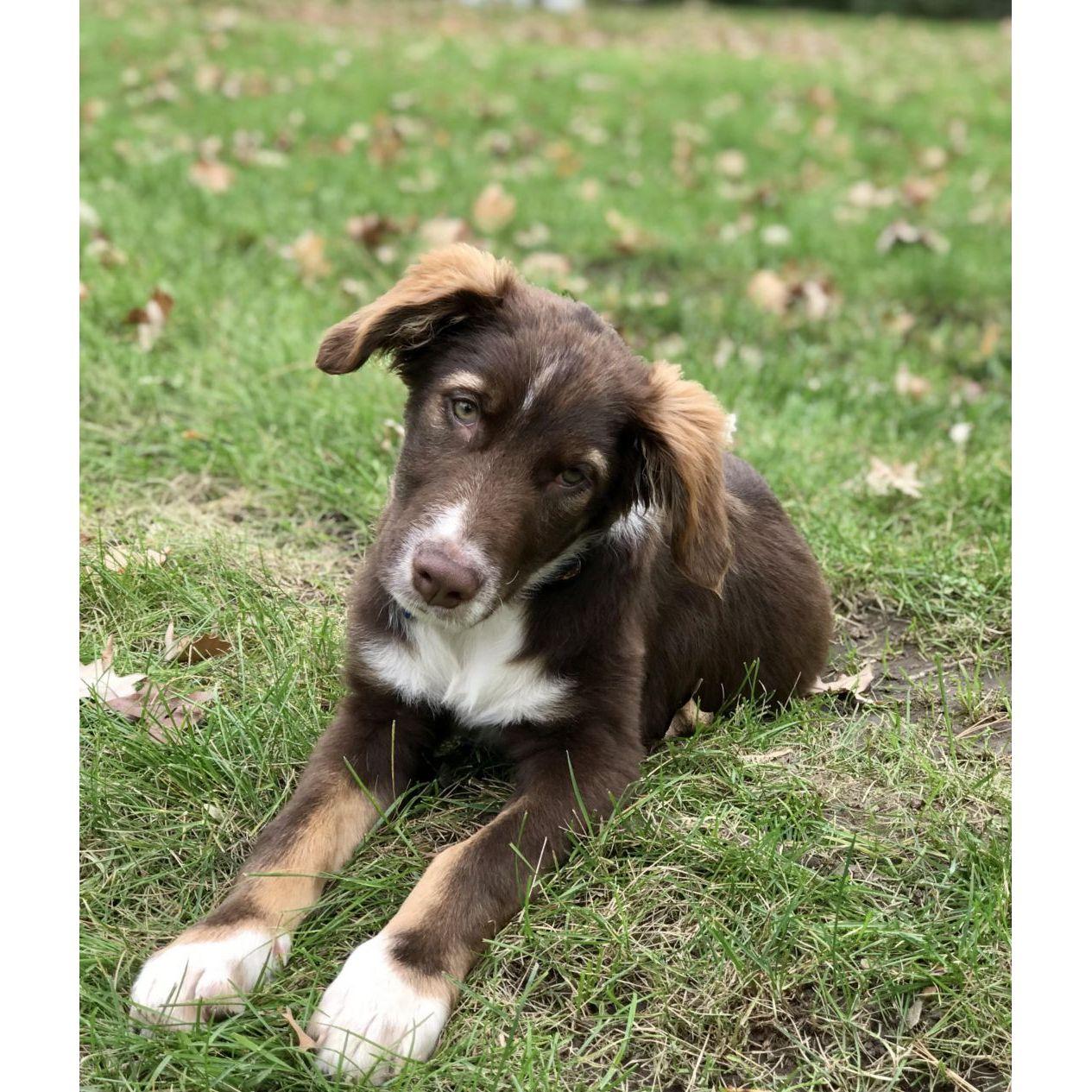 10.2021 We adopted Kona! He was the most timid puppy, when we went to the foster’s house, he looked like he wanted to play with Macy so much but was so scared of her