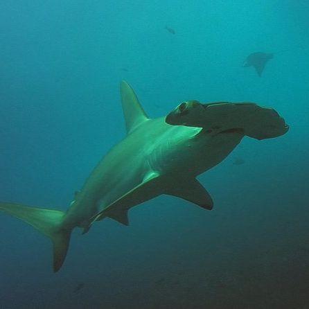 Galapagos - The hammerhead shark is a Galápagos icon, often seen while diving. Sometimes you can even spot small baby hammerheads swimming nearby.