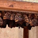 Cabo Blanco Butterfly Farm