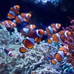 Monterey Bay Aquarium