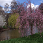 University of Illinois Arboretum