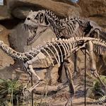 Carnegie Museum of Natural History