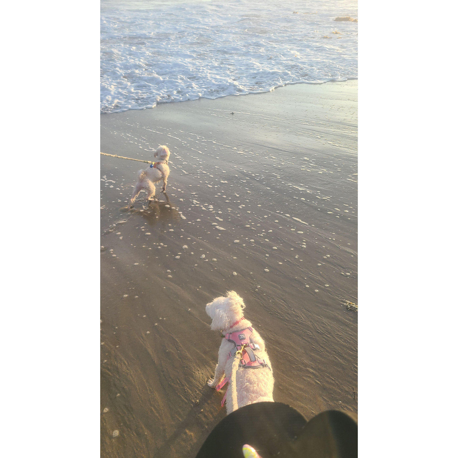 Axels first time at the beach 2025