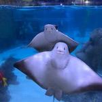 SeaQuest Littleton