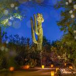 Desert Botanical Garden