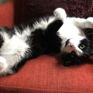 A treat and a head scratch for Kiki