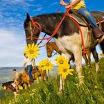 Horseback riding & ranches