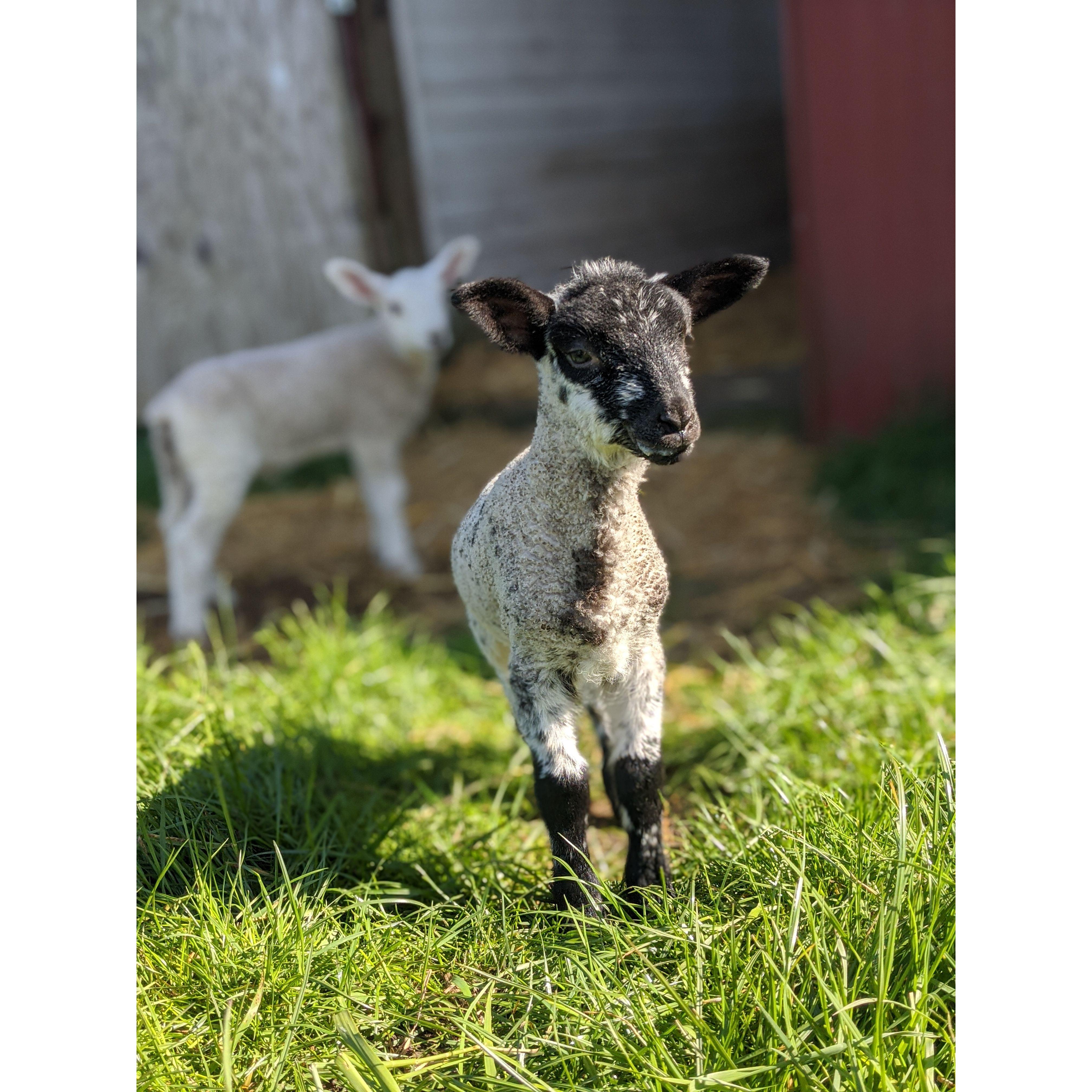 (break for some cute lamb photos)