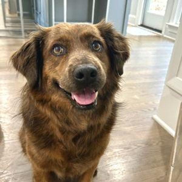 Humane Society of York County Donation Fund
