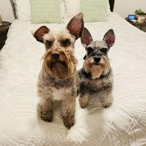 Pet Hotel For Our Honeymoon