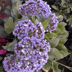 Seafoam Lavender Plants