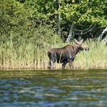 Hunter Cove Wildlife Sanctuary Trail