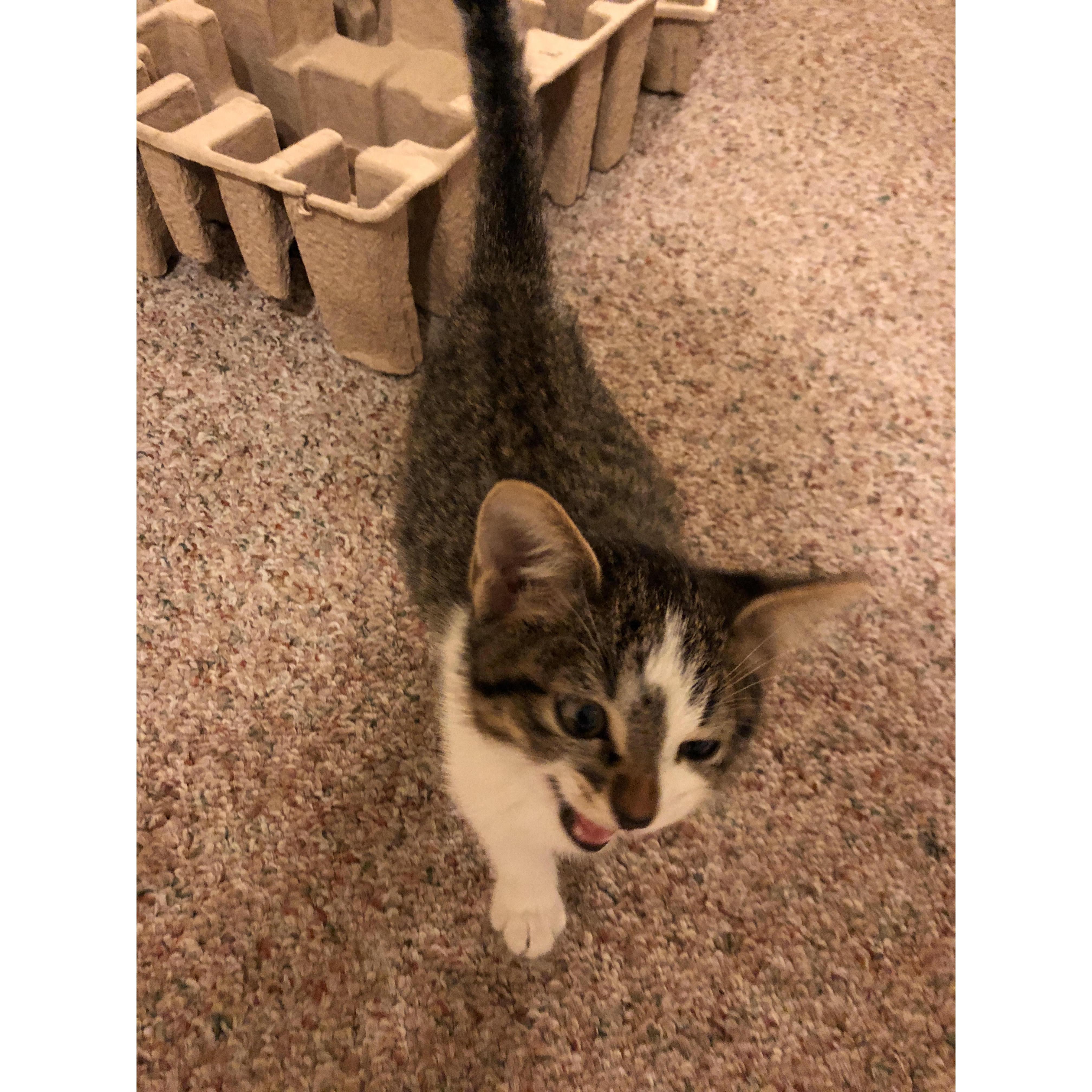 Of course we have to include when our little monster Kit-Kat joined the family.