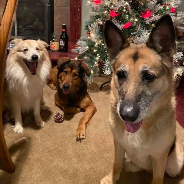 Meeko, Athena and Heidi 3 out of 4 of our fur babies
2019