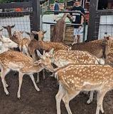 Smoky Mountain Deer Farm and Exotic Petting Zoo