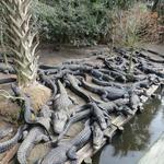 St. Augustine Alligator Farm Zoological Park