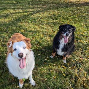 Our Pet Toy Fund