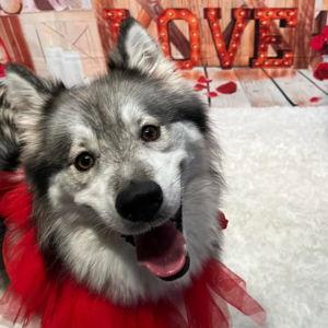 Help Echo Have His Own Vacation! 🐾