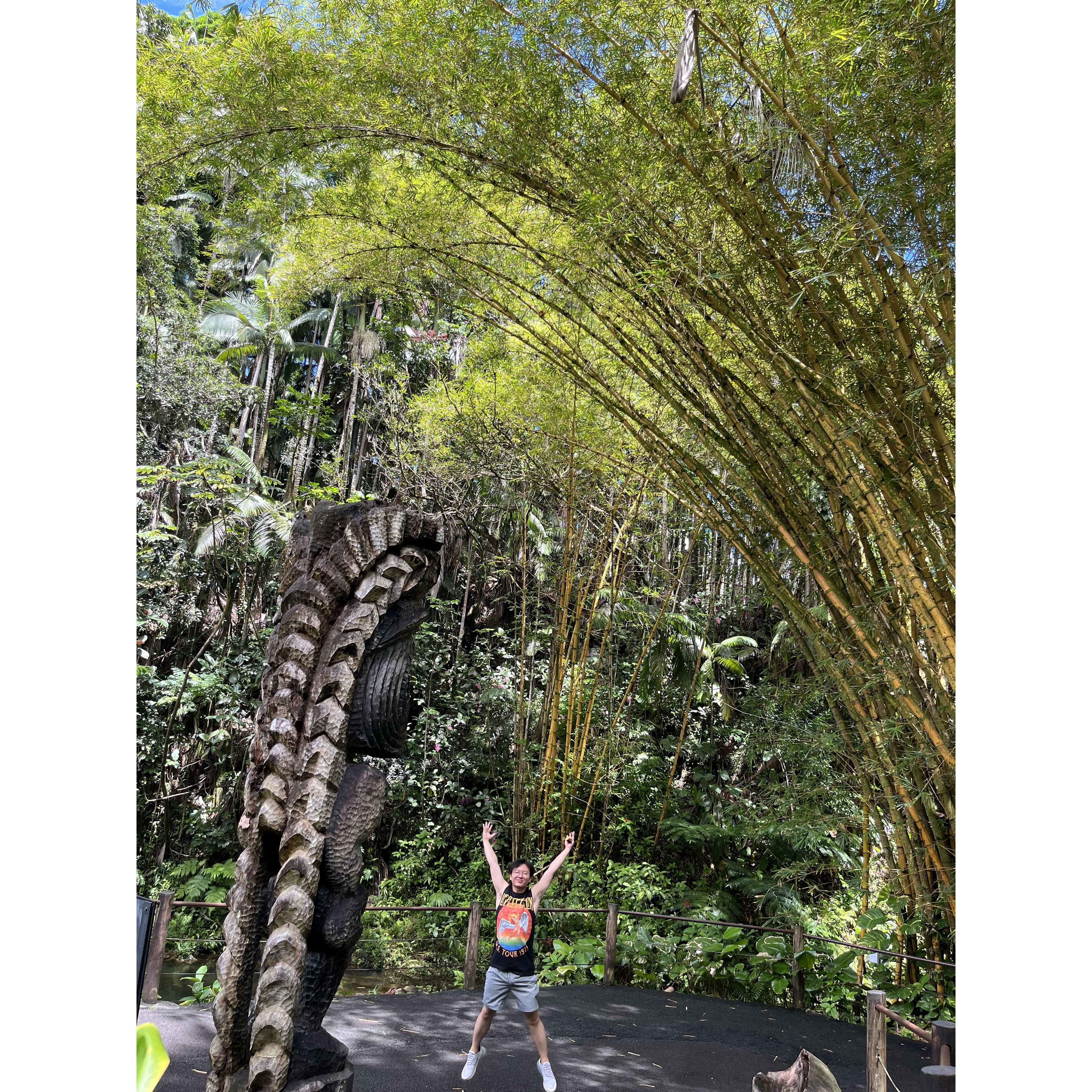 Bing was delighted to leap into the rainforest.