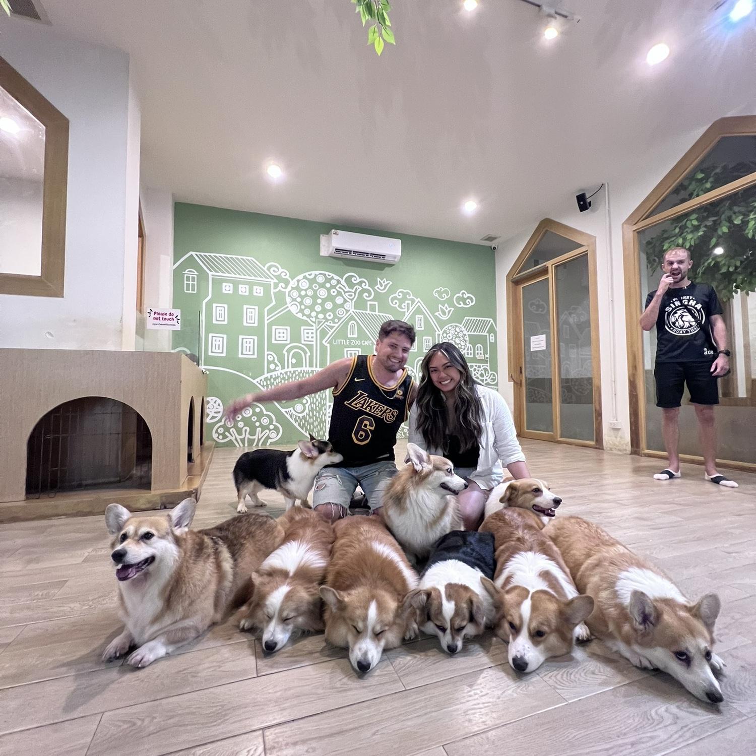 Corgi cafe in Bangkok, Thailand