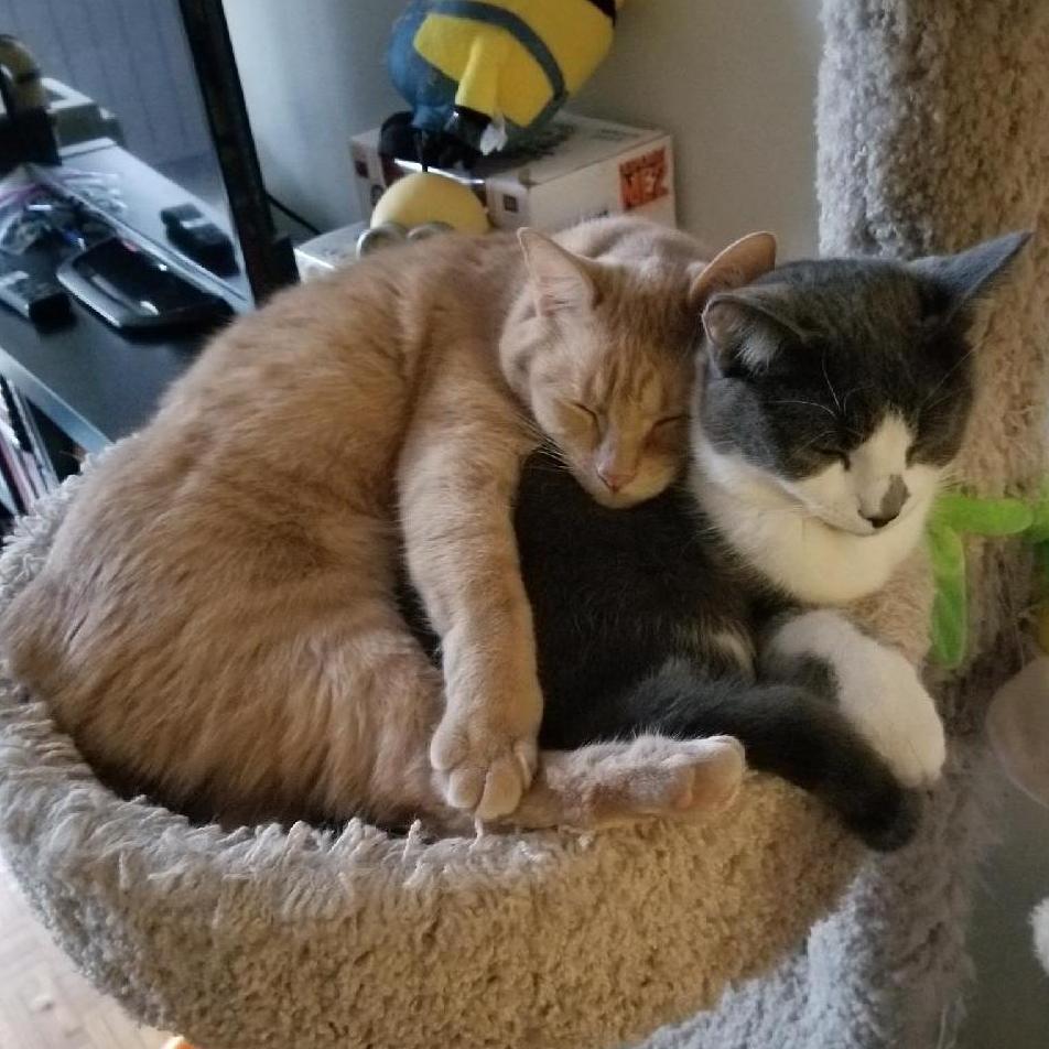 Rangi and Thor's cuddle time - Brighton, MA. 2018