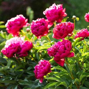 Peonies