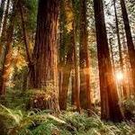 Redwood National Park