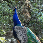 Mayfield Park and Nature Preserve