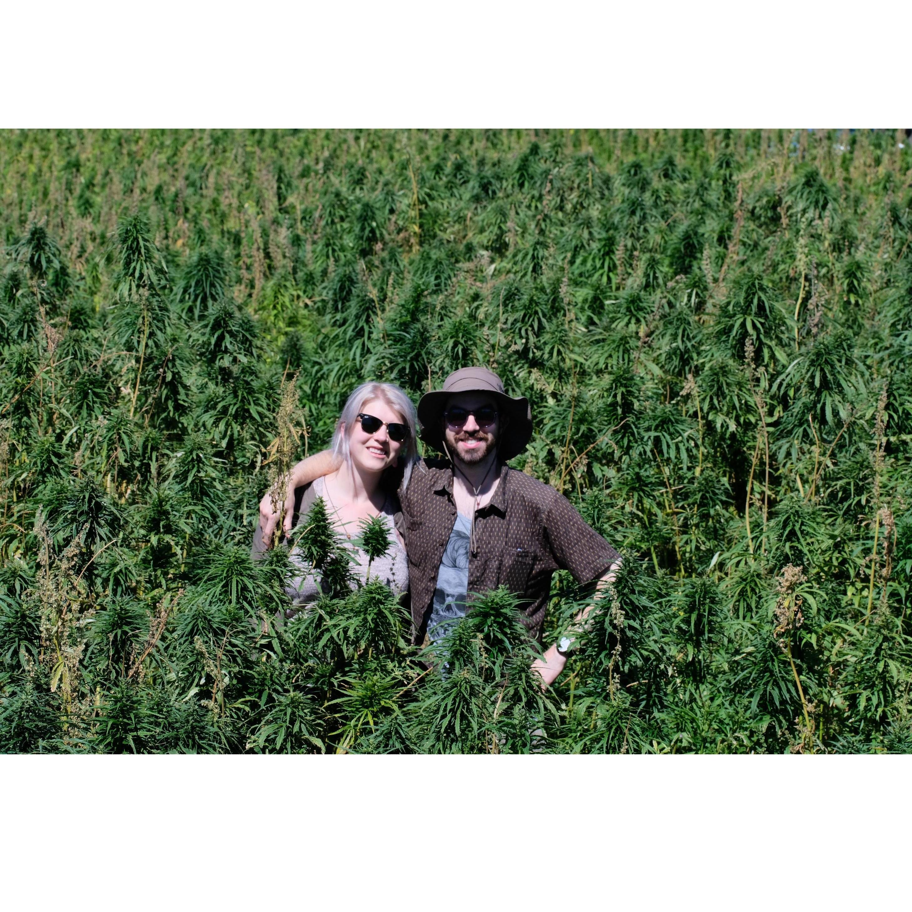 In a field of hemp!