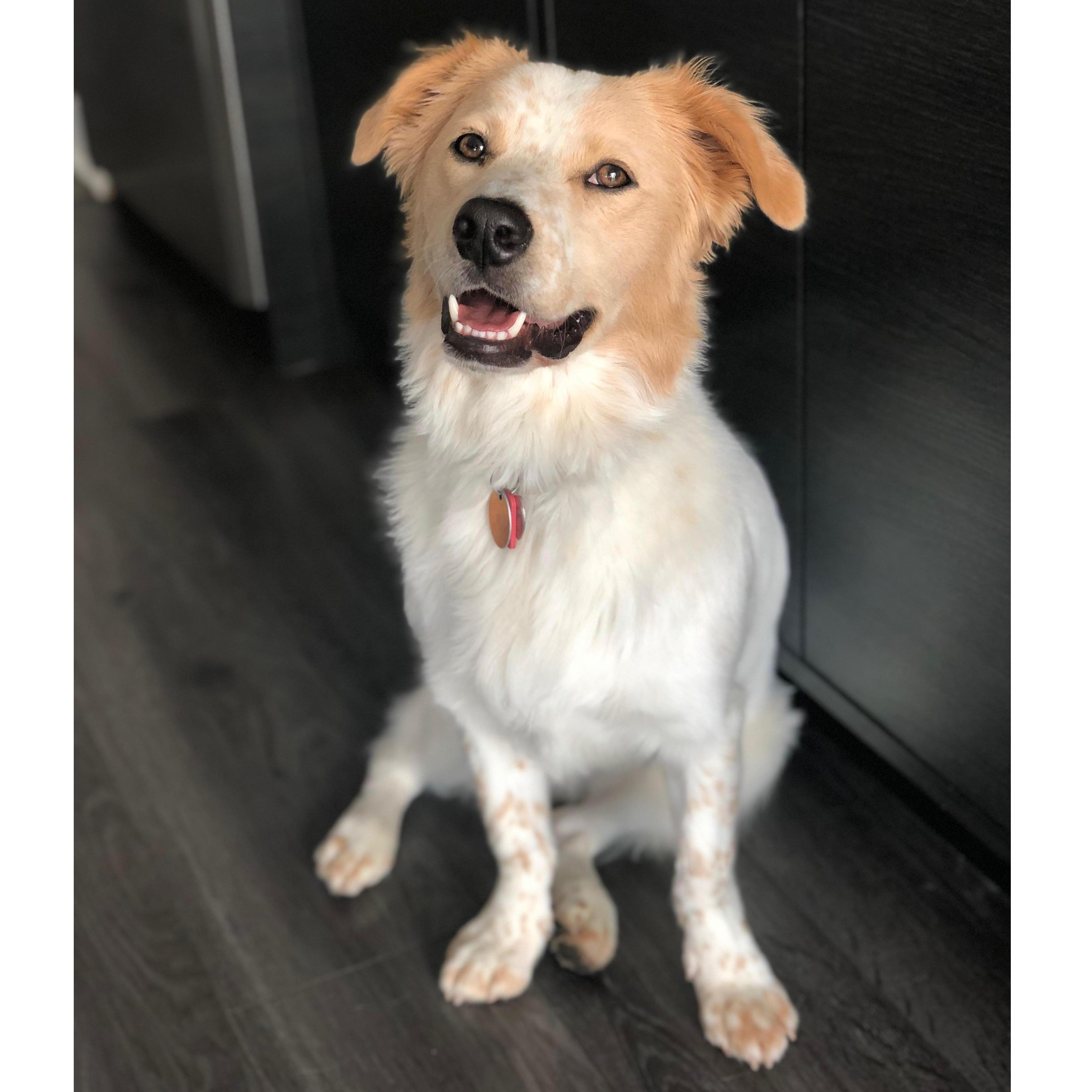 Fun Fact: This was the photo used when Caffrey was featured as the "Pet of the Month" at our apartment building. We were very proud.