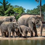Houston Zoo
