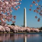 Washington, DC Cherry Blossoms