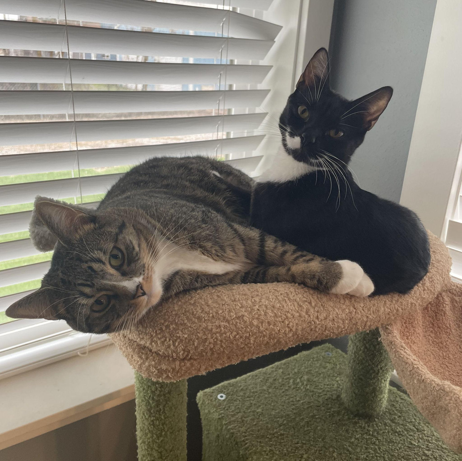The fur children. Ruby and Luna