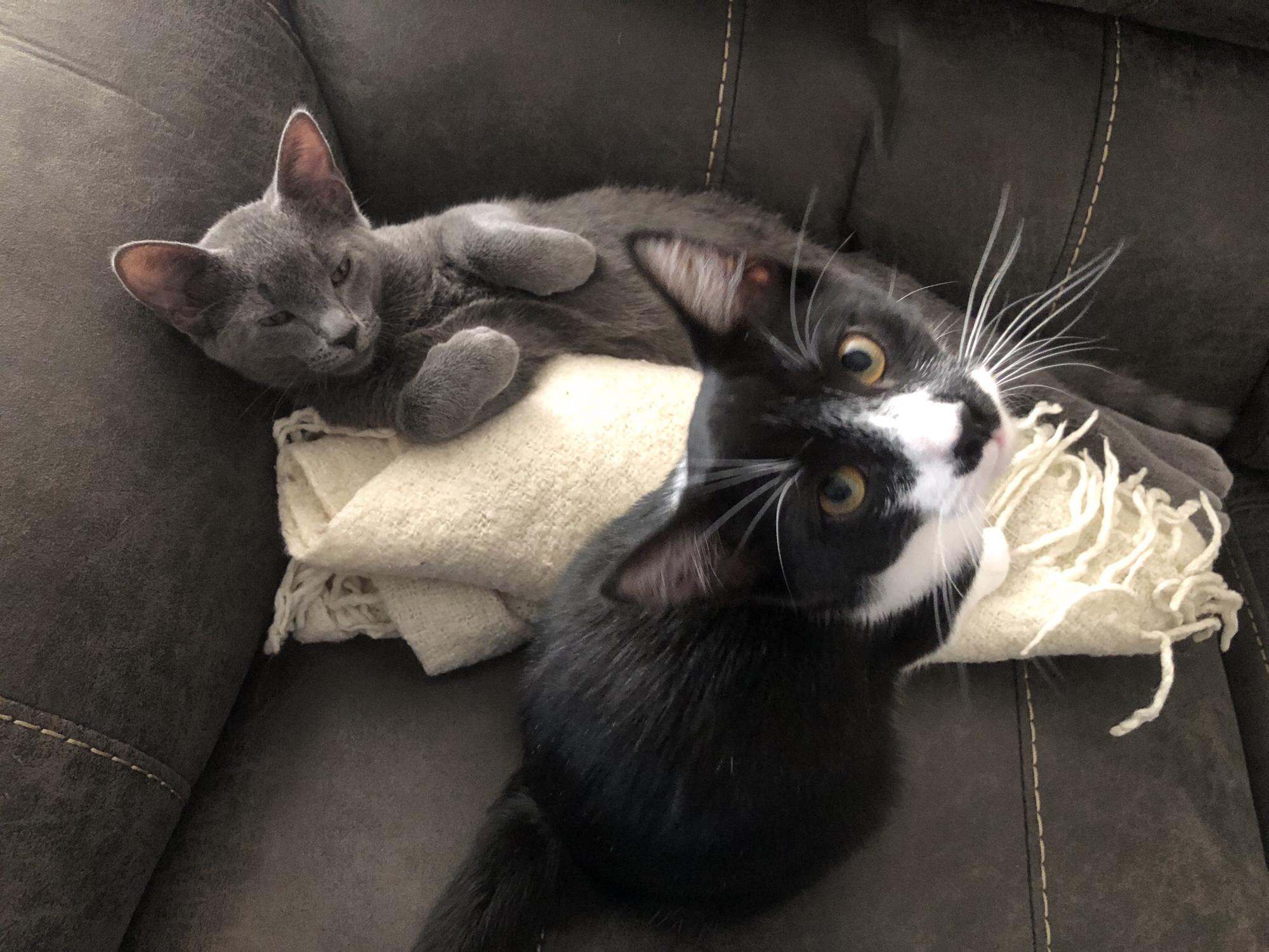 These two trouble makers could get away with anything when they were small because they were so cute!