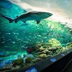 Ripley's Aquarium of Canada