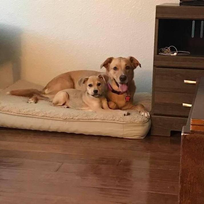 Basically the two cutest dogs ever.