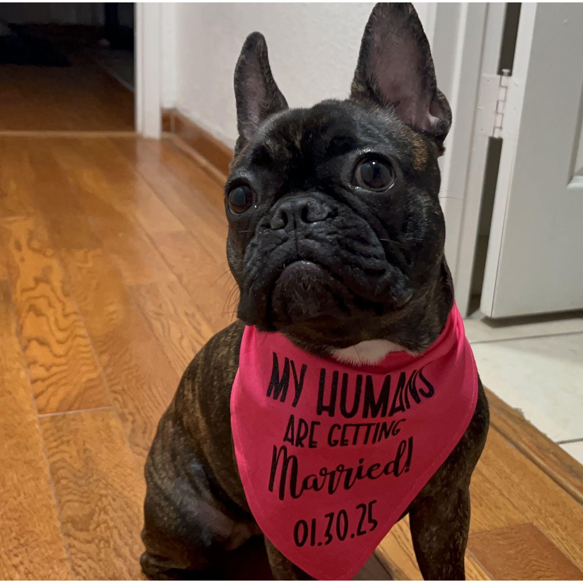 Our fur baby, Cleo!