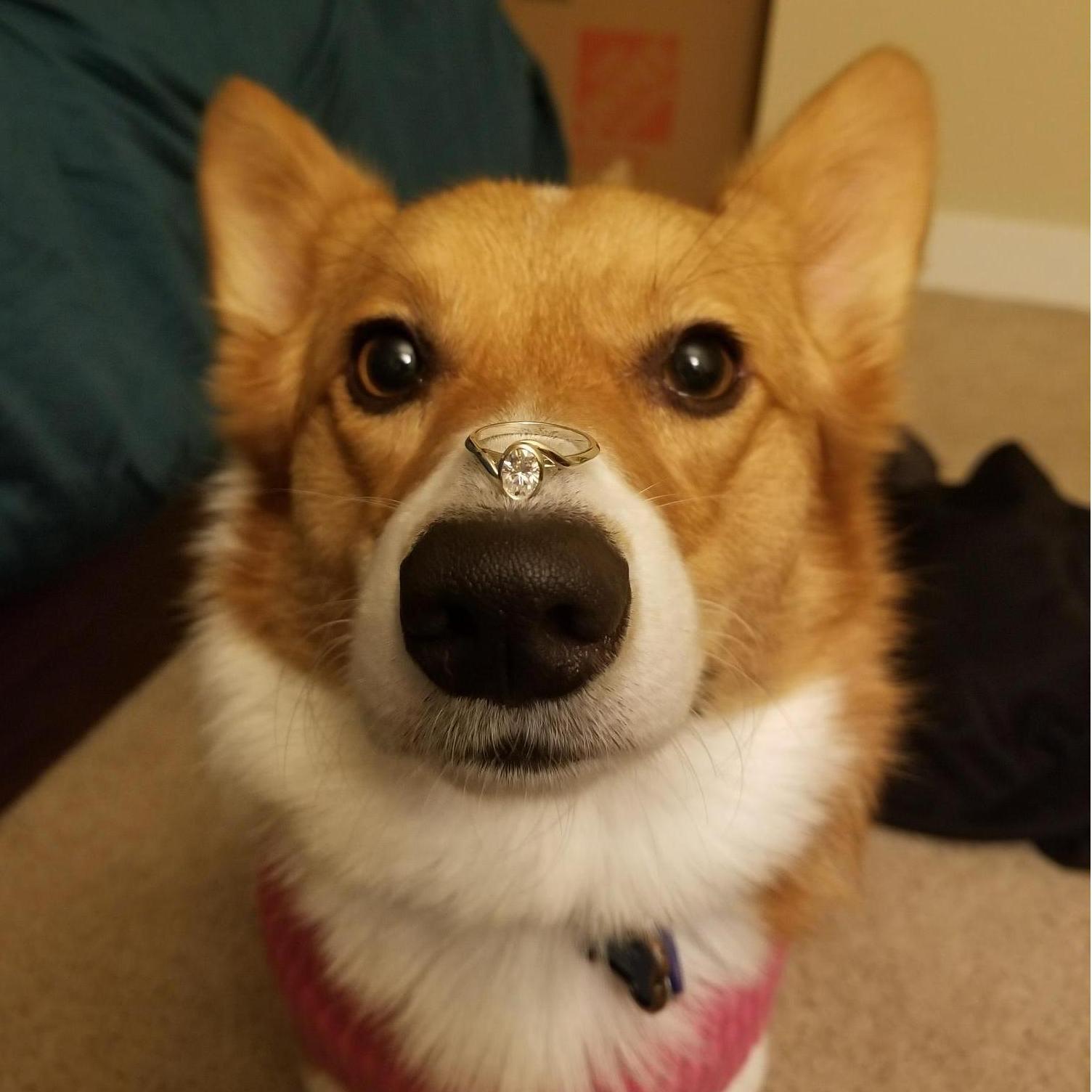 The most important thing Amelia's had stuck on her snoot