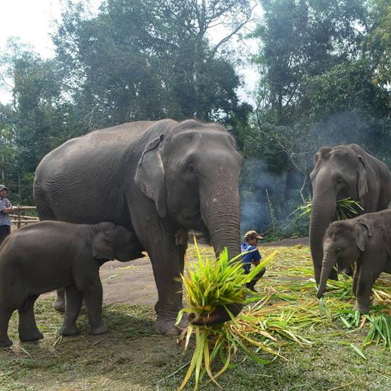 Thailand Elephant Encounter