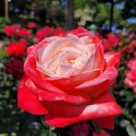 International Rose Test Garden