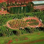 Dole Plantation