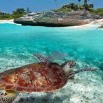 Playa Akumal Snorkeling