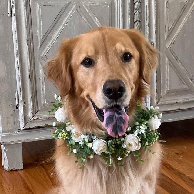 White Roses and Eucalyptus Dog Wedding Wreath Wedding Flower Wreath, Dog Floral Wedding Wreath, Engagement Announcement Flower Wreath