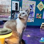 The Frisky Whisker (Whisker Lounge Cat Research and Therapy Center)