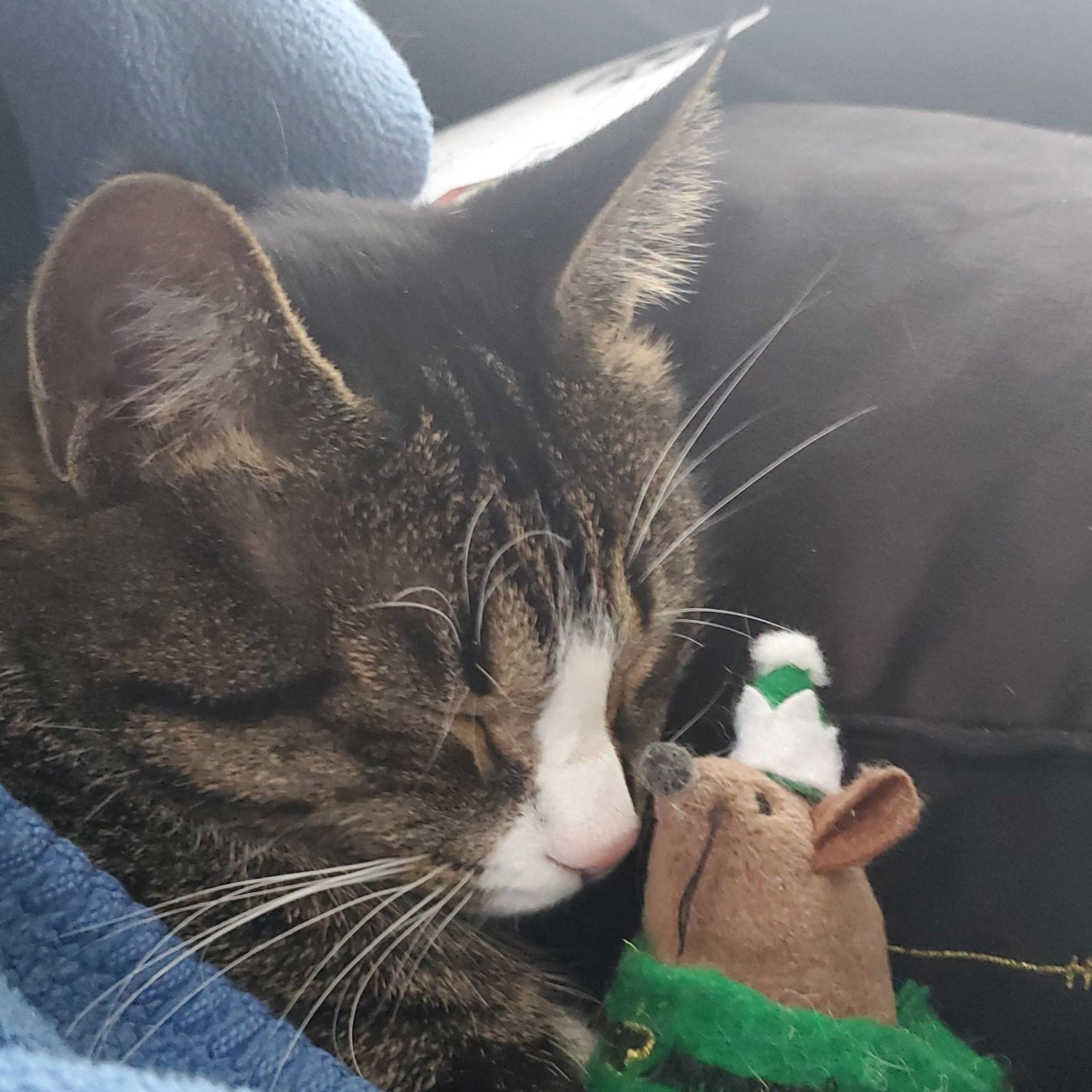 Tulio cuddling with his mousie on Christmas Eve