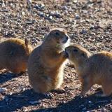 Prairie Dog Town
