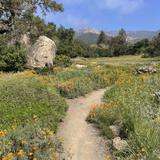 Santa Barbara Botanic Garden