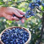 Blueberry Picking