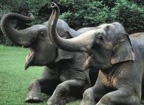 Audubon Zoo