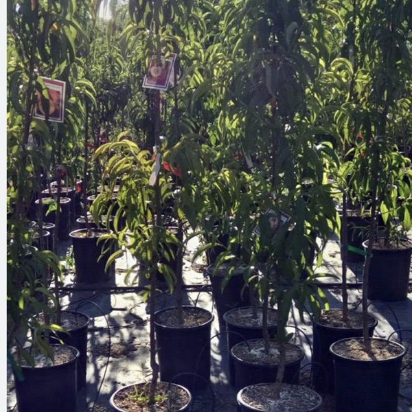 15 gallon fruit trees for zone 9 Escondido